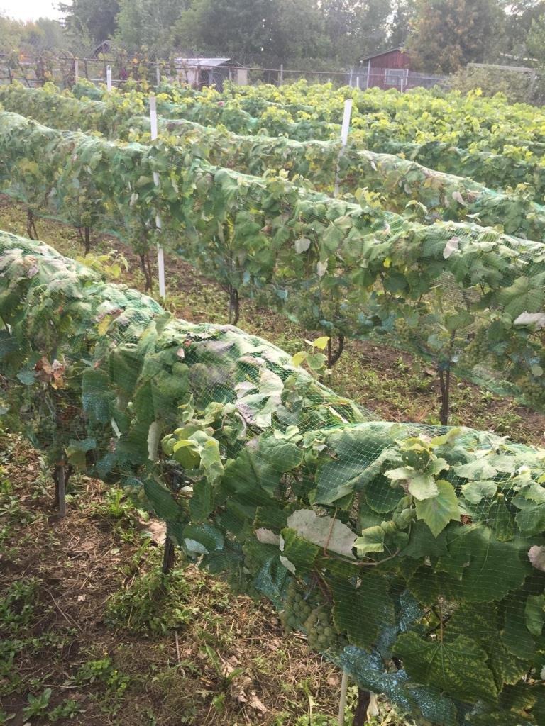 6,500 sq ft land for agricultural or livestock in Auteuil