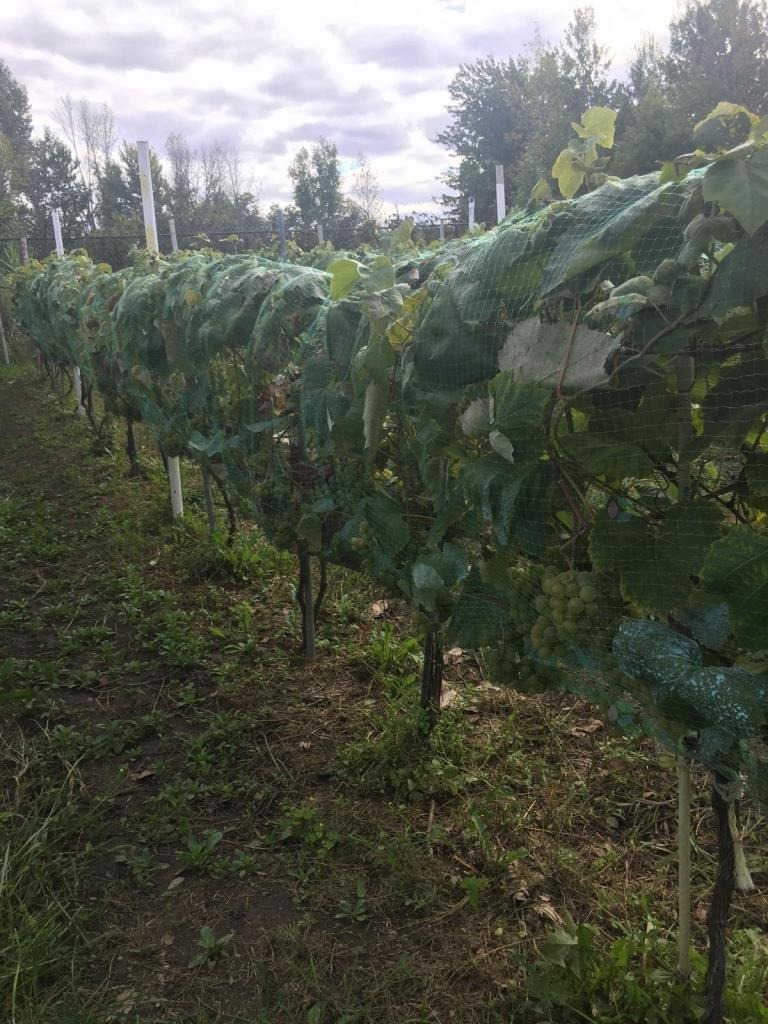 6,500 sq ft land for agricultural or livestock in Auteuil